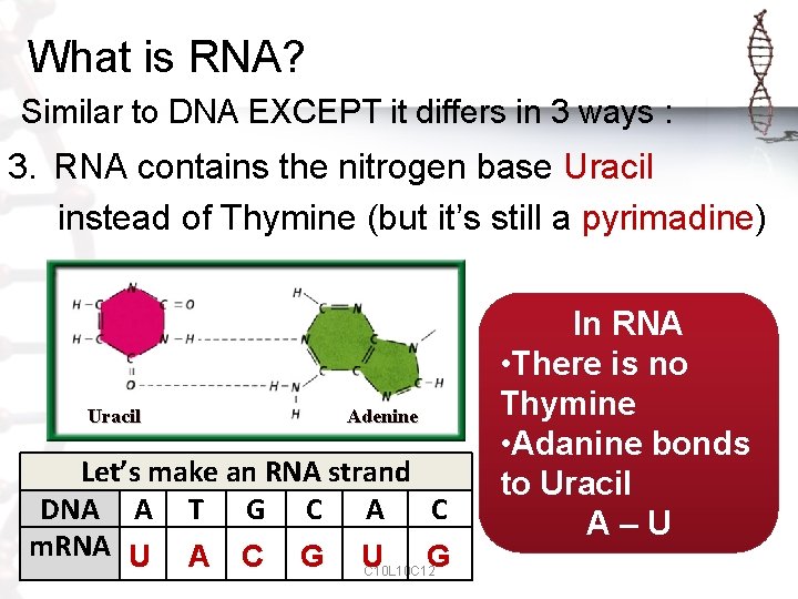 What is RNA? Similar to DNA EXCEPT it differs in 3 ways : 3.