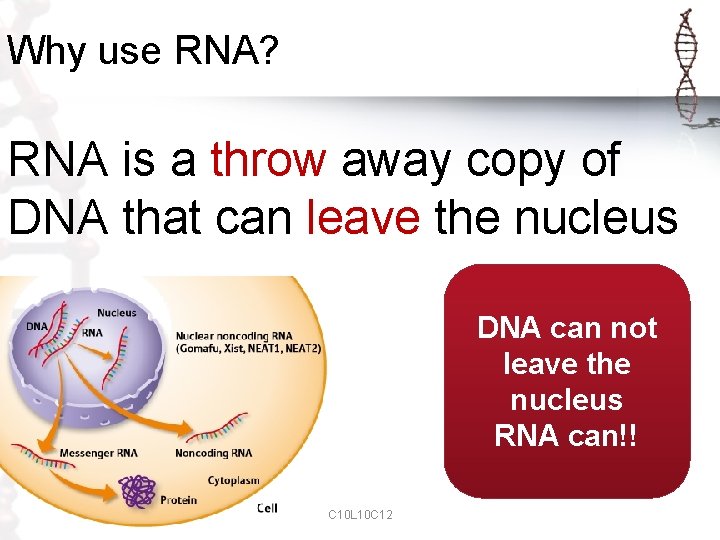 Why use RNA? RNA is a throw away copy of DNA that can leave