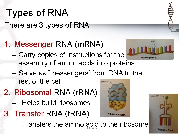 Types of RNA There are 3 types of RNA: 1. Messenger RNA (m. RNA)