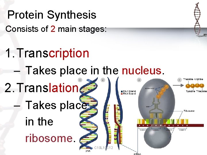 Protein Synthesis Consists of 2 main stages: 1. Transcription – Takes place in the