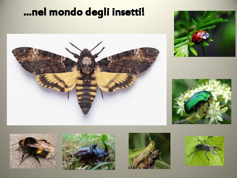 …nel mondo degli insetti! 