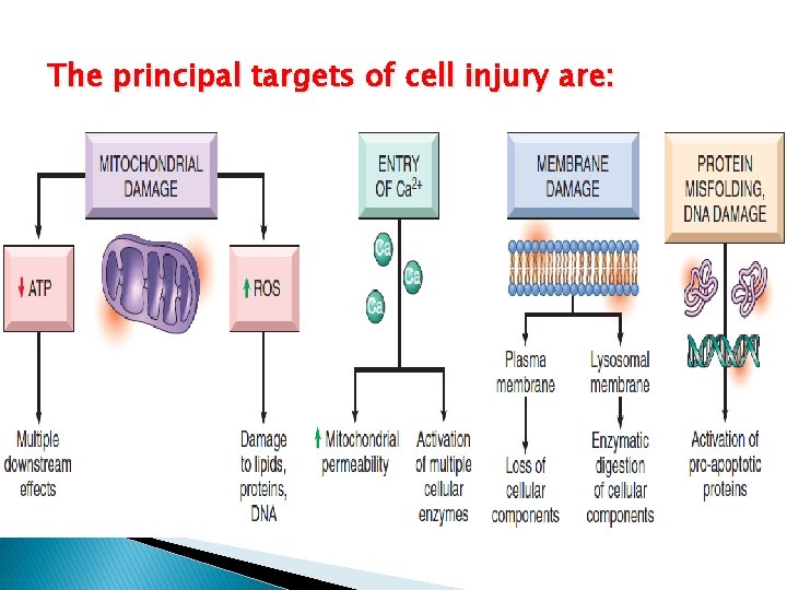 The principal targets of cell injury are: 