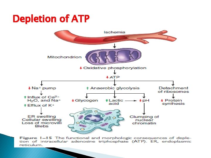 Depletion of ATP 