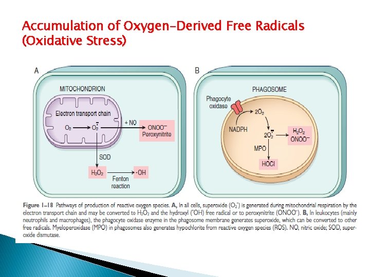 Accumulation of Oxygen-Derived Free Radicals (Oxidative Stress) 