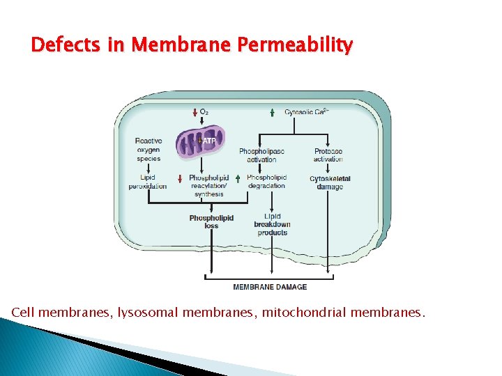 Defects in Membrane Permeability Cell membranes, lysosomal membranes, mitochondrial membranes. 