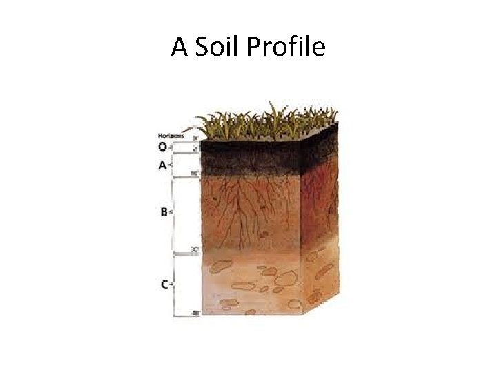A Soil Profile 