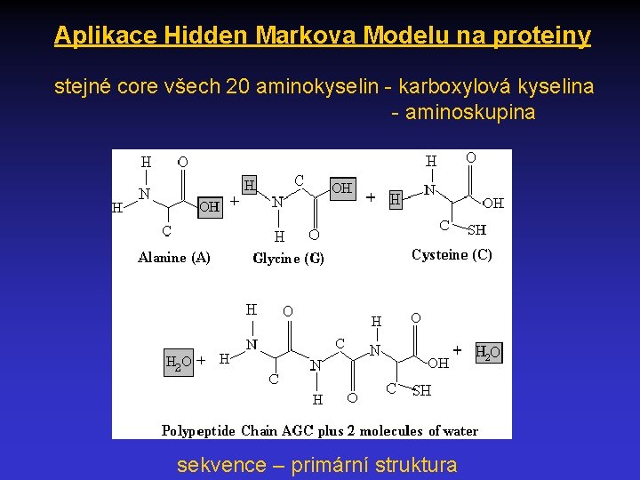 Aplikace Hidden Markova Modelu na proteiny stejné core všech 20 aminokyselin - karboxylová kyselina