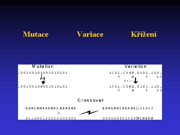 Mutace Variace Křížení 