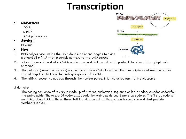 Transcription • • • 1. 2. 3. 4. Characters: DNA m. RNA polymerase Setting:
