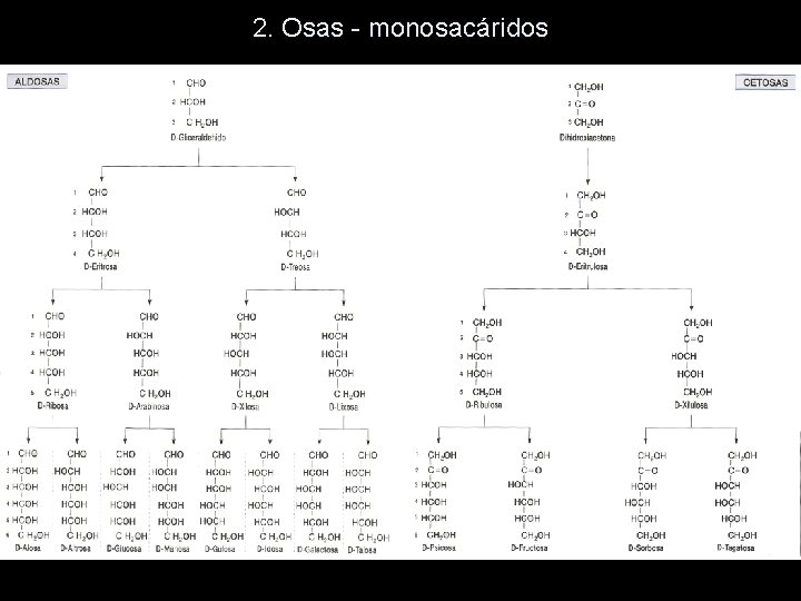 2. Osas - monosacáridos 