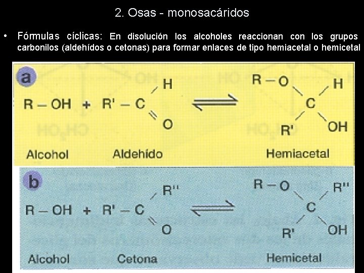 2. Osas - monosacáridos • Fórmulas cíclicas: En disolución los alcoholes reaccionan con los