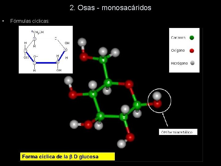 2. Osas - monosacáridos • Fórmulas cíclicas: 