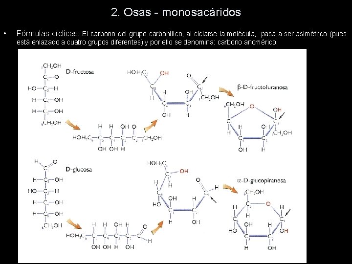 2. Osas - monosacáridos • Fórmulas cíclicas: El carbono del grupo carbonílico, al ciclarse