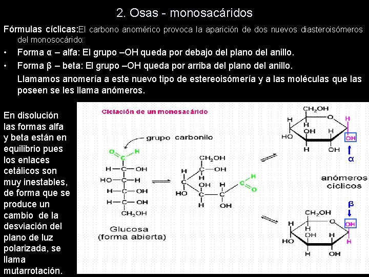 2. Osas - monosacáridos Fórmulas cíclicas: El carbono anomérico provoca la aparición de dos