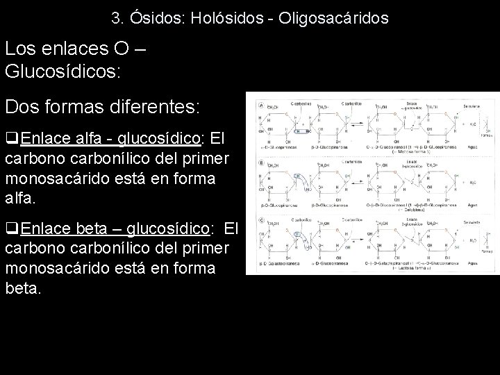 3. Ósidos: Holósidos - Oligosacáridos Los enlaces O – Glucosídicos: Dos formas diferentes: q.