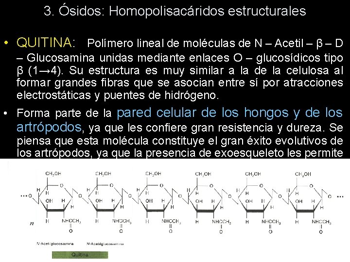 3. Ósidos: Homopolisacáridos estructurales • QUITINA: Polímero lineal de moléculas de N – Acetil