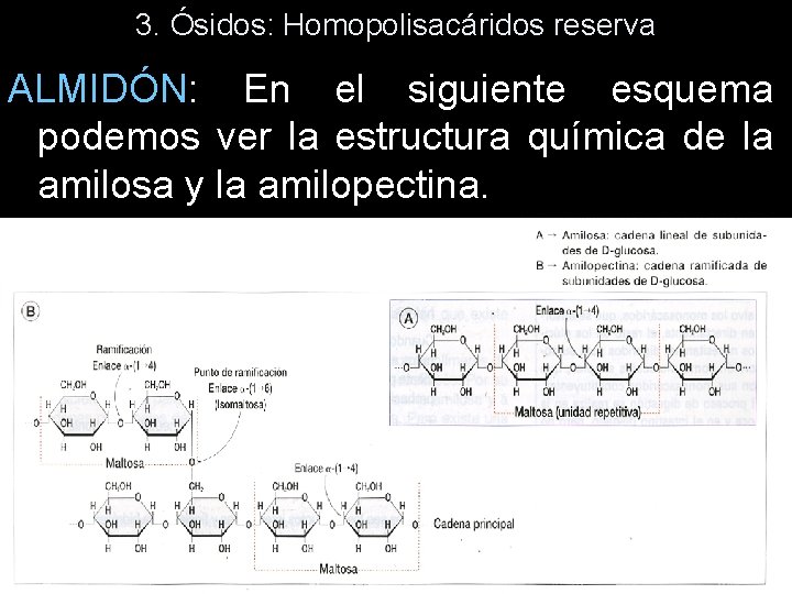 3. Ósidos: Homopolisacáridos reserva ALMIDÓN: En el siguiente esquema podemos ver la estructura química