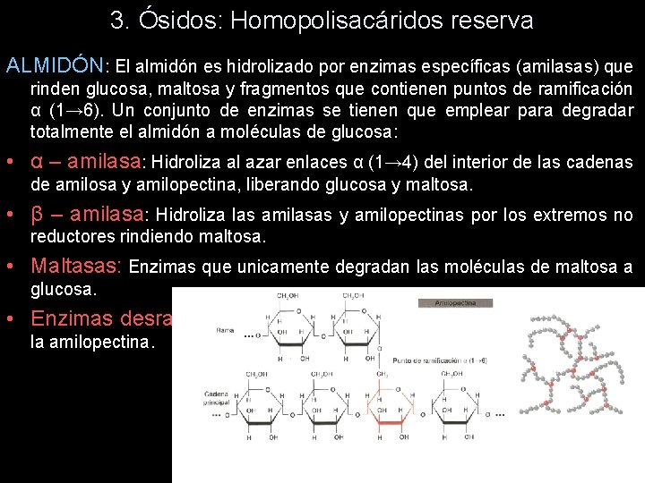 3. Ósidos: Homopolisacáridos reserva ALMIDÓN: El almidón es hidrolizado por enzimas específicas (amilasas) que