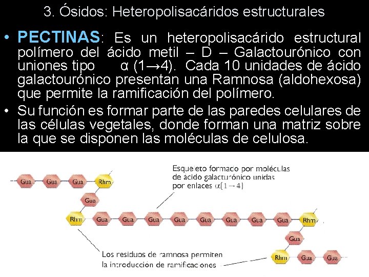 3. Ósidos: Heteropolisacáridos estructurales • PECTINAS: Es un heteropolisacárido estructural polímero del ácido metil