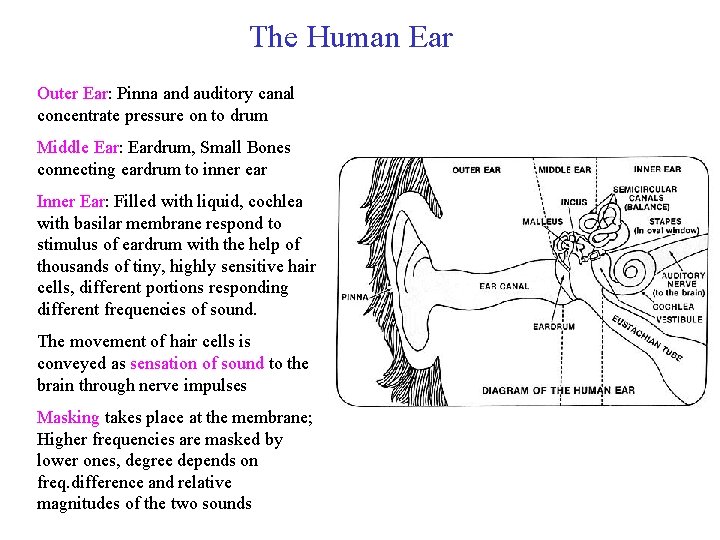 The Human Ear Outer Ear: Pinna and auditory canal concentrate pressure on to drum