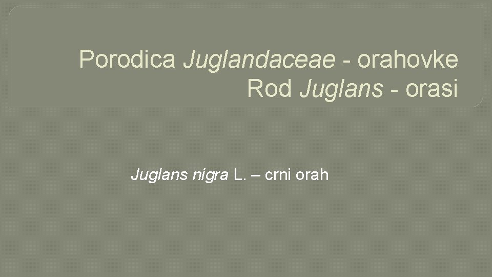 Porodica Juglandaceae - orahovke Rod Juglans - orasi Juglans nigra L. – crni orah