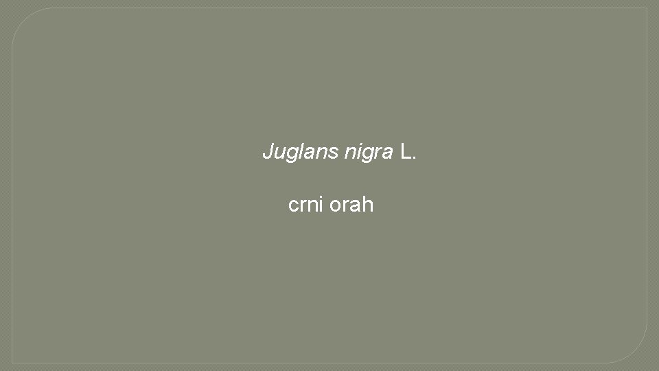 Juglans nigra L. crni orah 