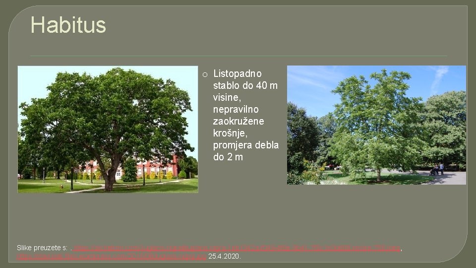 Habitus o Listopadno stablo do 40 m visine, nepravilno zaokružene krošnje, promjera debla do
