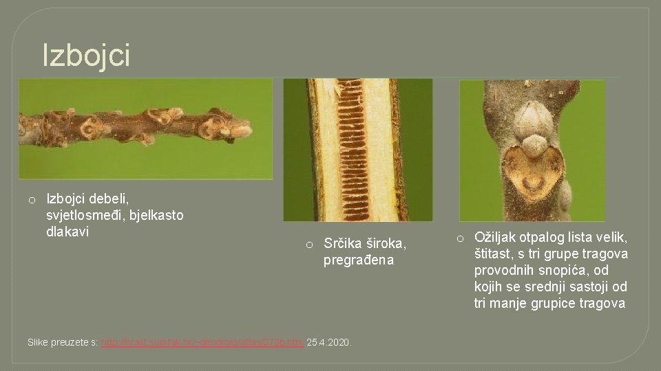 Izbojci o Izbojci debeli, svjetlosmeđi, bjelkasto dlakavi o Srčika široka, pregrađena Slike preuzete s: