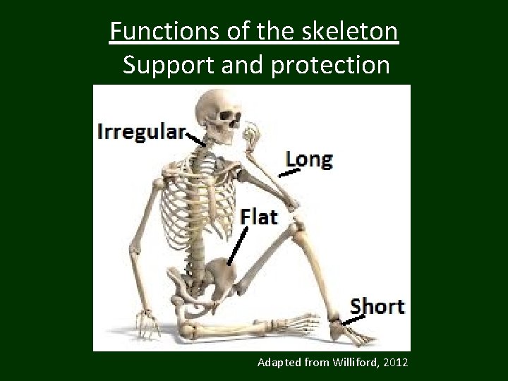 Functions of the skeleton Support and protection Adapted from Williford, 2012 