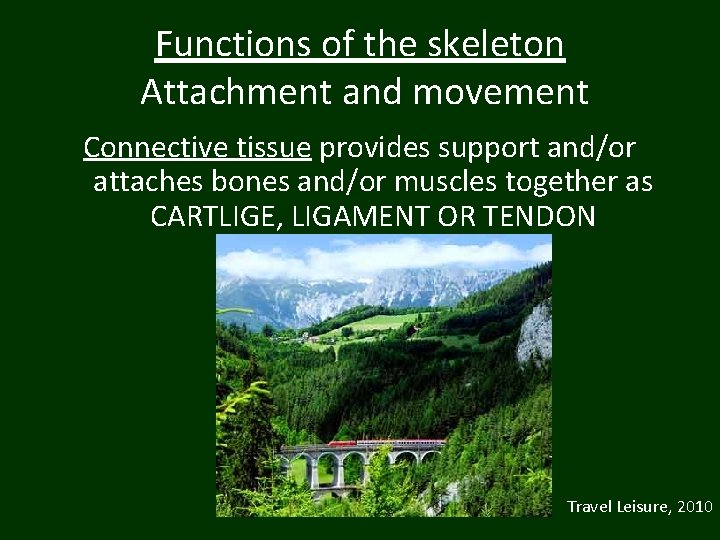 Functions of the skeleton Attachment and movement Connective tissue provides support and/or attaches bones
