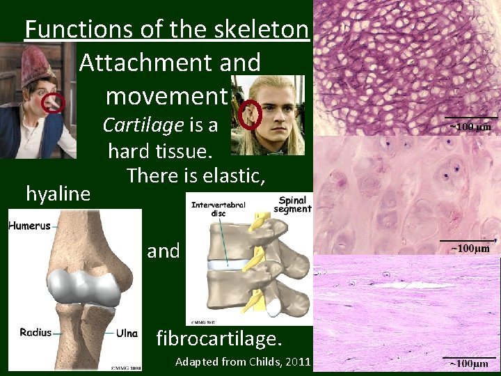 Functions of the skeleton Attachment and movement hyaline Cartilage is a hard tissue. There