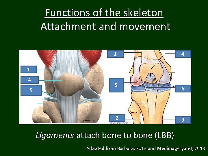 Functions of the skeleton Attachment and movement 1 4 5 5 2 6 3