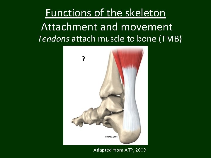 Functions of the skeleton Attachment and movement Tendons attach muscle to bone (TMB) ?