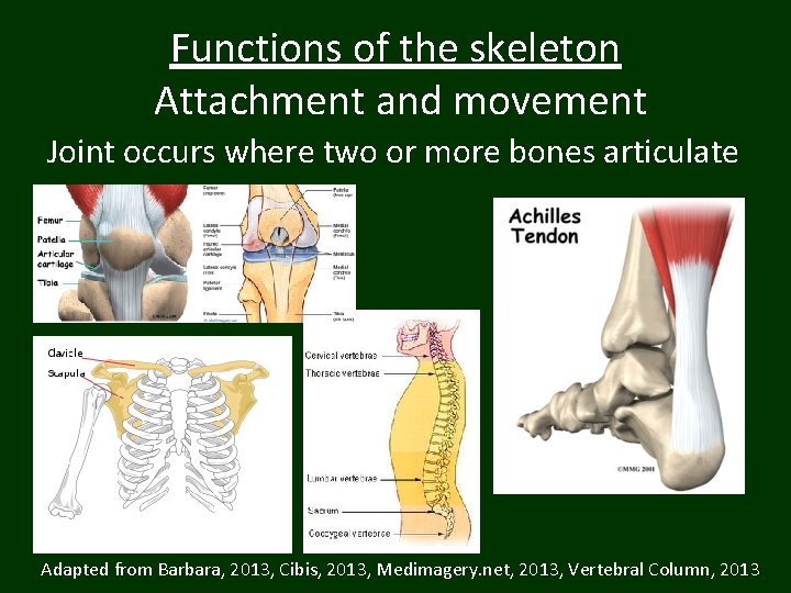 Functions of the skeleton Attachment and movement Joint occurs where two or more bones