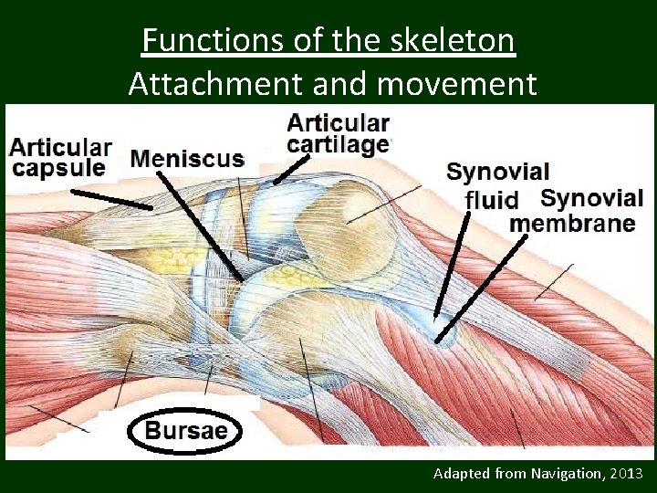 Functions of the skeleton Attachment and movement Adapted from Navigation, 2013 