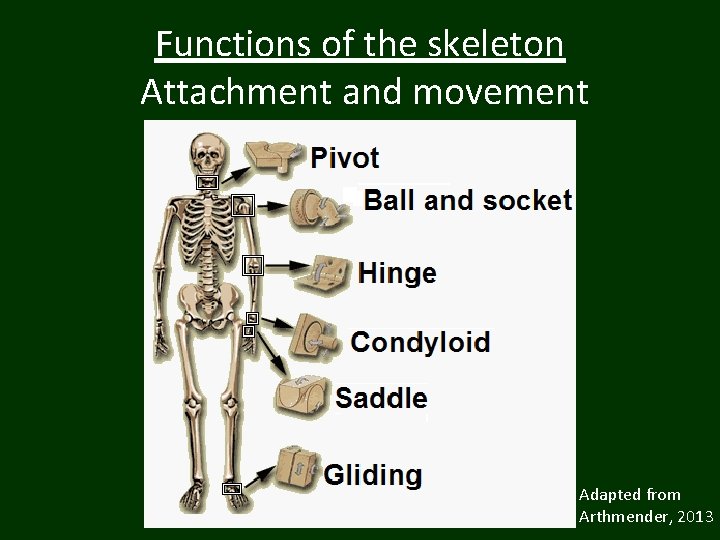 Functions of the skeleton Attachment and movement Adapted from Arthmender, 2013 