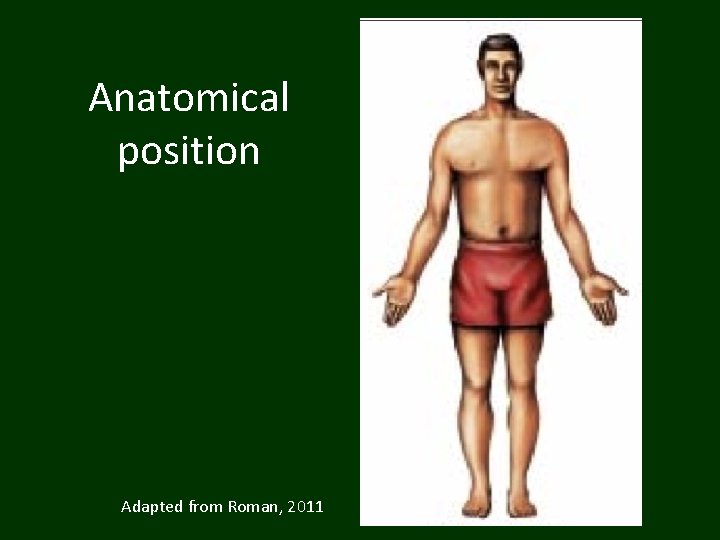 Anatomical position Adapted from Roman, 2011 