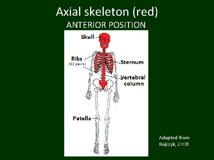 Axial skeleton (red) ANTERIOR POSITION Adapted from Rajczyk, 2008 