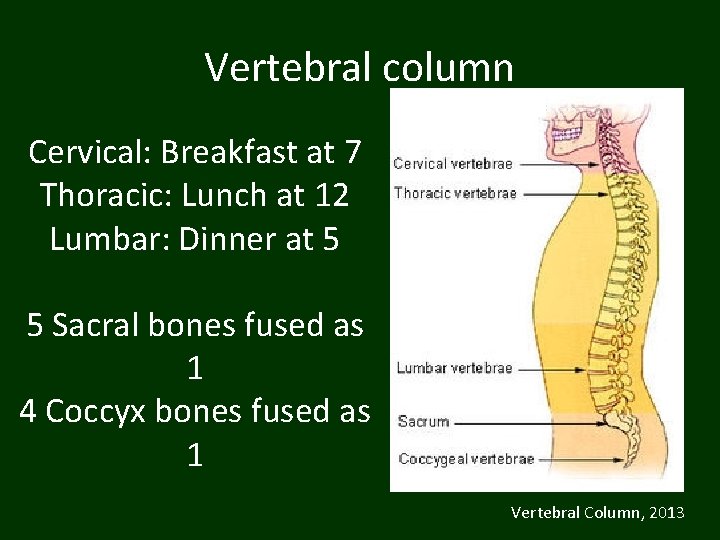 Vertebral column Cervical: Breakfast at 7 Thoracic: Lunch at 12 Lumbar: Dinner at 5