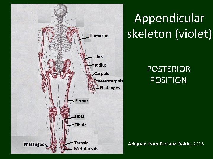 Appendicular skeleton (violet) POSTERIOR POSITION Adapted from Biel and Robin, 2005 