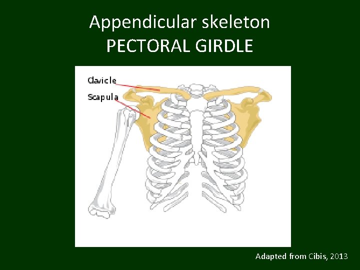Appendicular skeleton PECTORAL GIRDLE Adapted from Cibis, 2013 