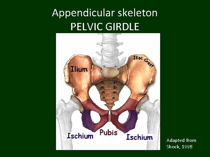 Appendicular skeleton PELVIC GIRDLE Adapted from Shock, 1998 
