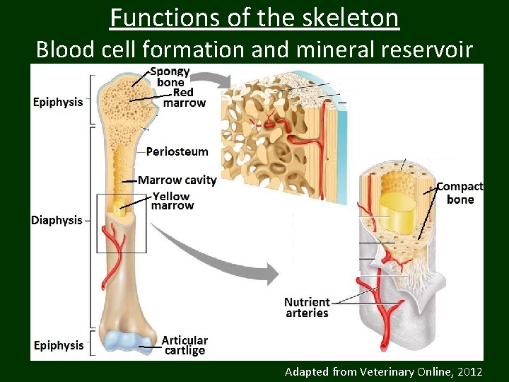 Functions of the skeleton Blood cell formation and mineral reservoir Adapted from Veterinary Online,