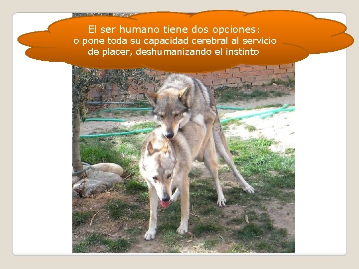 El ser humano tiene dos opciones: o pone toda su capacidad cerebral al servicio El ser humano tiene dos opciones: o pone toda su capacidad cerebral al servicio