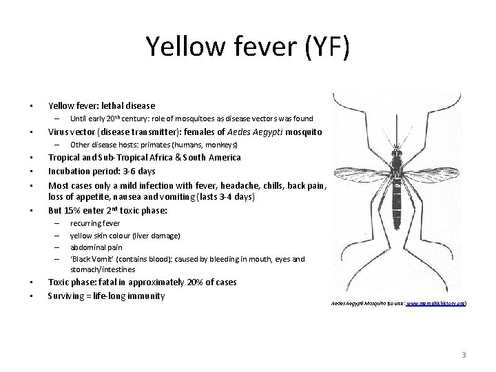 Yellow fever (YF) • Yellow fever: lethal disease – • Virus vector (disease transmitter):