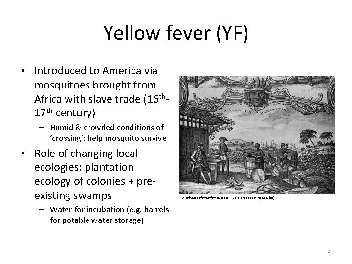 Yellow fever (YF) • Introduced to America via mosquitoes brought from Africa with slave