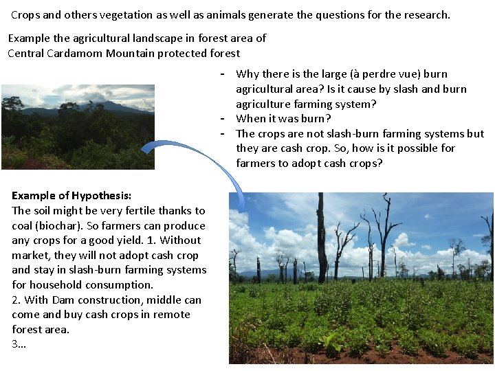 Crops and others vegetation as well as animals generate the questions for the research.