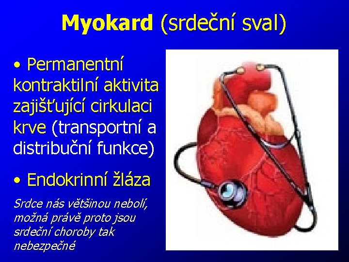 Myokard (srdeční sval) • Permanentní kontraktilní aktivita zajišťující cirkulaci krve (transportní a distribuční funkce)