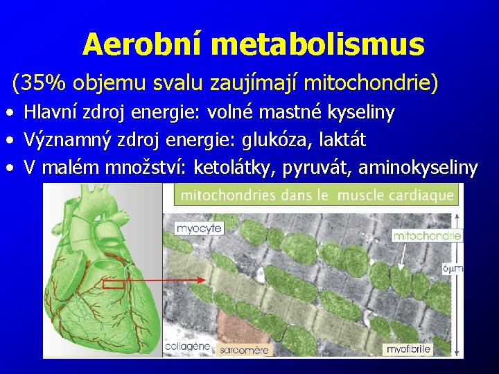 Aerobní metabolismus (35% objemu svalu zaujímají mitochondrie) • • • Hlavní zdroj energie: volné