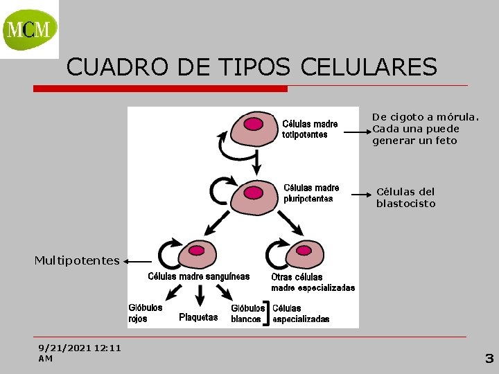 Prof. VÍCTOR M. VITORIA CUADRO DE TIPOS CELULARES De cigoto a mórula. Cada una